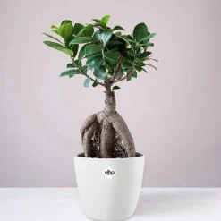Ficus bonsai ginseng + cache pot blanc 14 cm. - Parfaite pour structurer vos intérieurs
