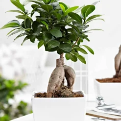 Ficus 'Ginseng' - Le bonsaï déco sans effort