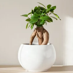 Ficus 'Ginseng' - Le bonsaï déco sans effort