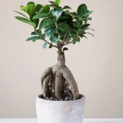 Ficus 'Ginseng' - Le bonsaï déco sans effort