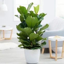 Ficus Lyrata - L'arbre déco du salon