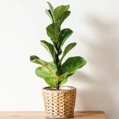 Ficus Lyrata - L'arbre déco du salon