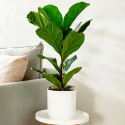 Ficus Lyrata - L'arbre déco du salon