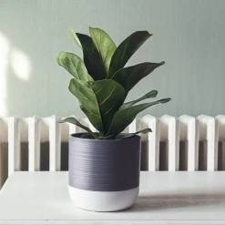 Ficus Lyrata - L'arbre déco du salon