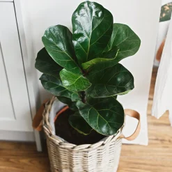 Ficus Lyrata - L'arbre déco du salon