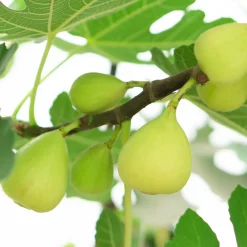 Figuier Blanche d'Argenteuil - Des figues sucrées sans effort