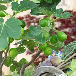 Figuier Ficus carica 'Perretta' - vert-marron - Deux récoltes de figues par an