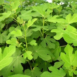 Figuier Goutte d'Or - Deux récoltes de figues dorées