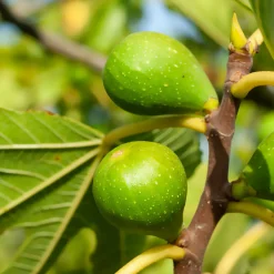 Figuier Goutte d'Or - Deux récoltes de figues dorées