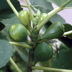 Figuier Goutte d'Or - Deux récoltes de figues dorées
