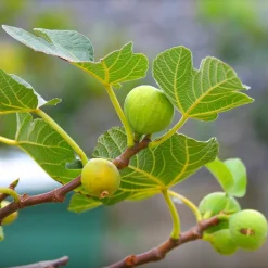Figuier La Marseillaise - Des figues sucrées au jardin