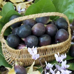 Figuier Noire de Caromb - Des figues sucrées deux fois par an