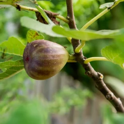 Figuier Précoce de Dalmatie - 2 récoltes de figues par an