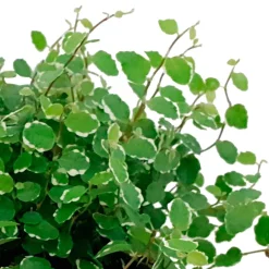 Figuier rampant Ficus pumila 'White Sunny' - Cascade verte et blanche