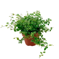 Figuier rampant Ficus pumila 'White Sunny' - Cascade verte et blanche