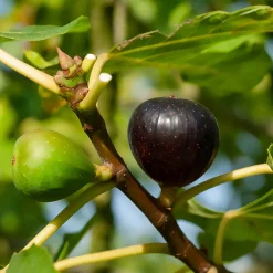 Figuier Ronde de Bordeaux - Des figues sucrées chez vous