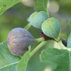 Figuier Rouge de Bordeaux - Des figues sucrées maison