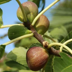 Figuier sur tige - Des figues sans effort