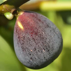 Figuier Violette D'Argenteuil - Deux récoltes par an garanties
