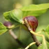 Figuier Violette Dauphine - Deux récoltes de figues par an