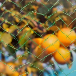 Filet de protection oiseaux - Vos fruits enfin protégés