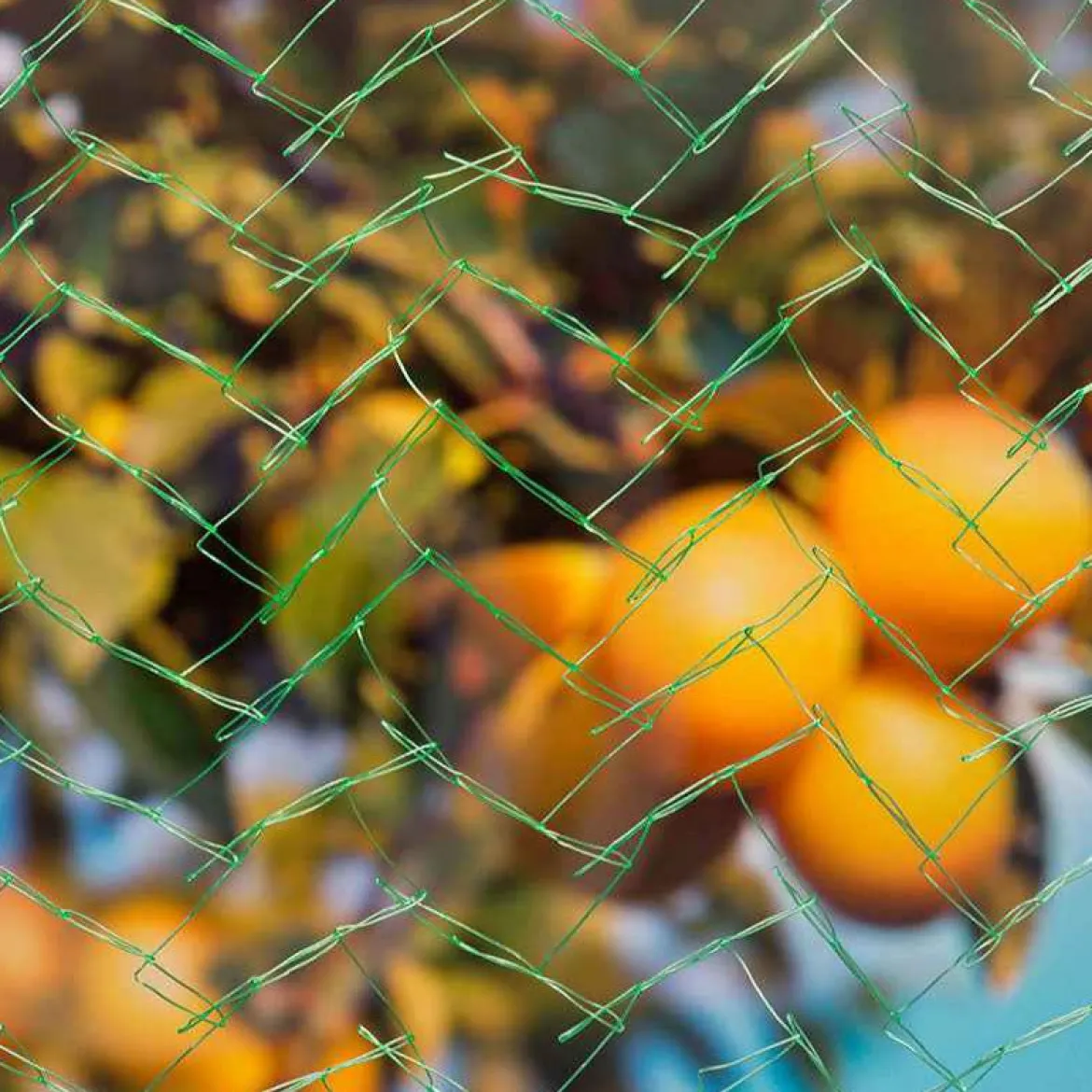 Filet de protection oiseaux - Vos fruits enfin protégés