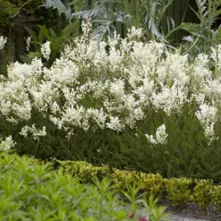 Filipendule commune - Le charme sauvage au jardin