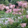 Filipendule pourpre Elegans - Reine des près - Le rose qui aime l'humidité