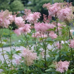 Filipendule pourpre Elegans - Reine des près - Le rose qui aime l'humidité