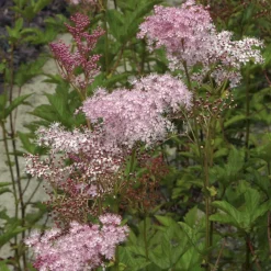 Filipendule pourpre Elegans - Reine des près - Le rose qui aime l'humidité