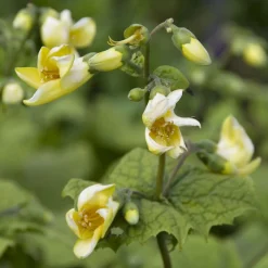 Fleur de cire de Corée - Le jaune qui éclaire l'ombre