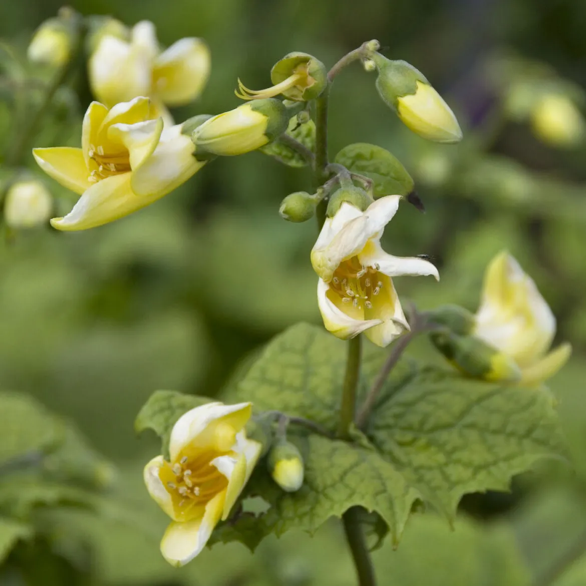 Fleur de cire de Corée - Le jaune qui éclaire l'ombre