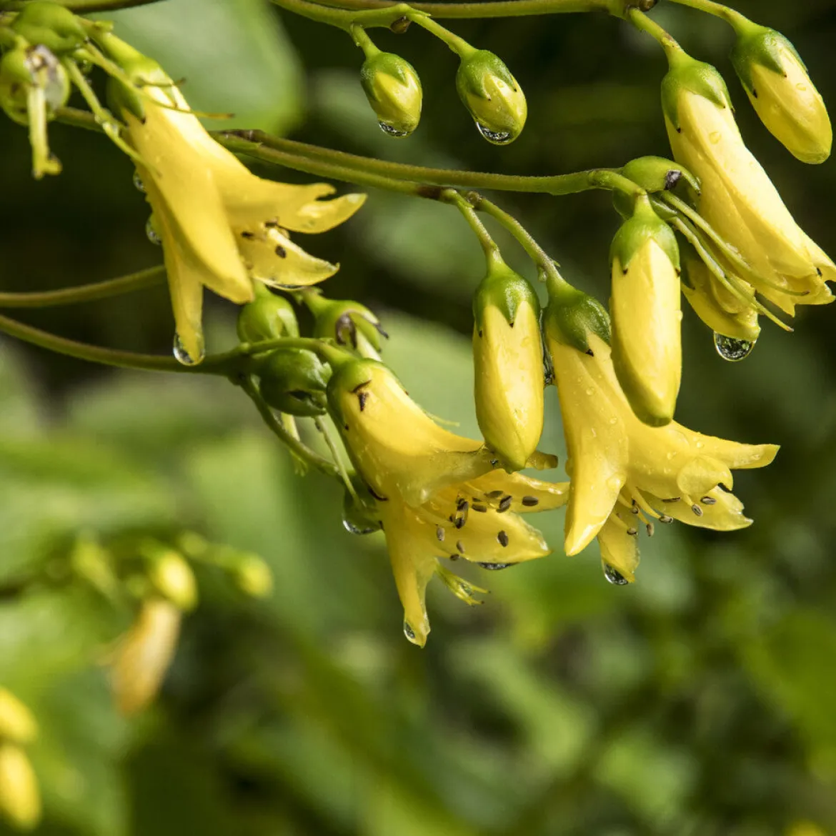Fleur de cire de Corée - Le jaune qui éclaire l'ombre