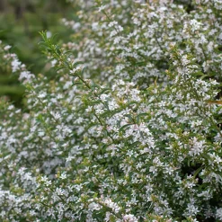 Fleur de cire à longues feuilles - Étoiles parfumées tout l'hiver