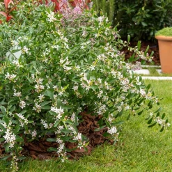 Fleur de cire à longues feuilles - Étoiles parfumées tout l'hiver