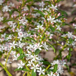 Fleur de cire à longues feuilles - Étoiles parfumées tout l'hiver