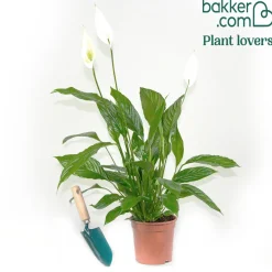 Fleur de lune - Spathiphyllum Pearl Cupido Blanc - Fleurit sans effort