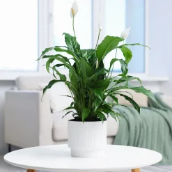 Fleur de lune - Spathiphyllum Pearl Cupido Blanc - Fleurit sans effort