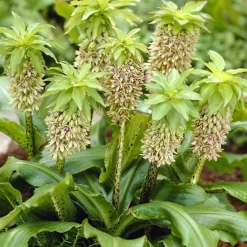 3 Fleurs ananas bicolore - Un ananas fleuri au jardin