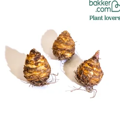 3 Fleurs ananas bicolore - Un ananas fleuri au jardin