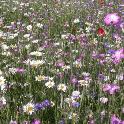 Fleurs des champs en mélange - Un vrai champ fleuri chez vous