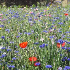 Fleurs des champs en mélange - Un vrai champ fleuri chez vous