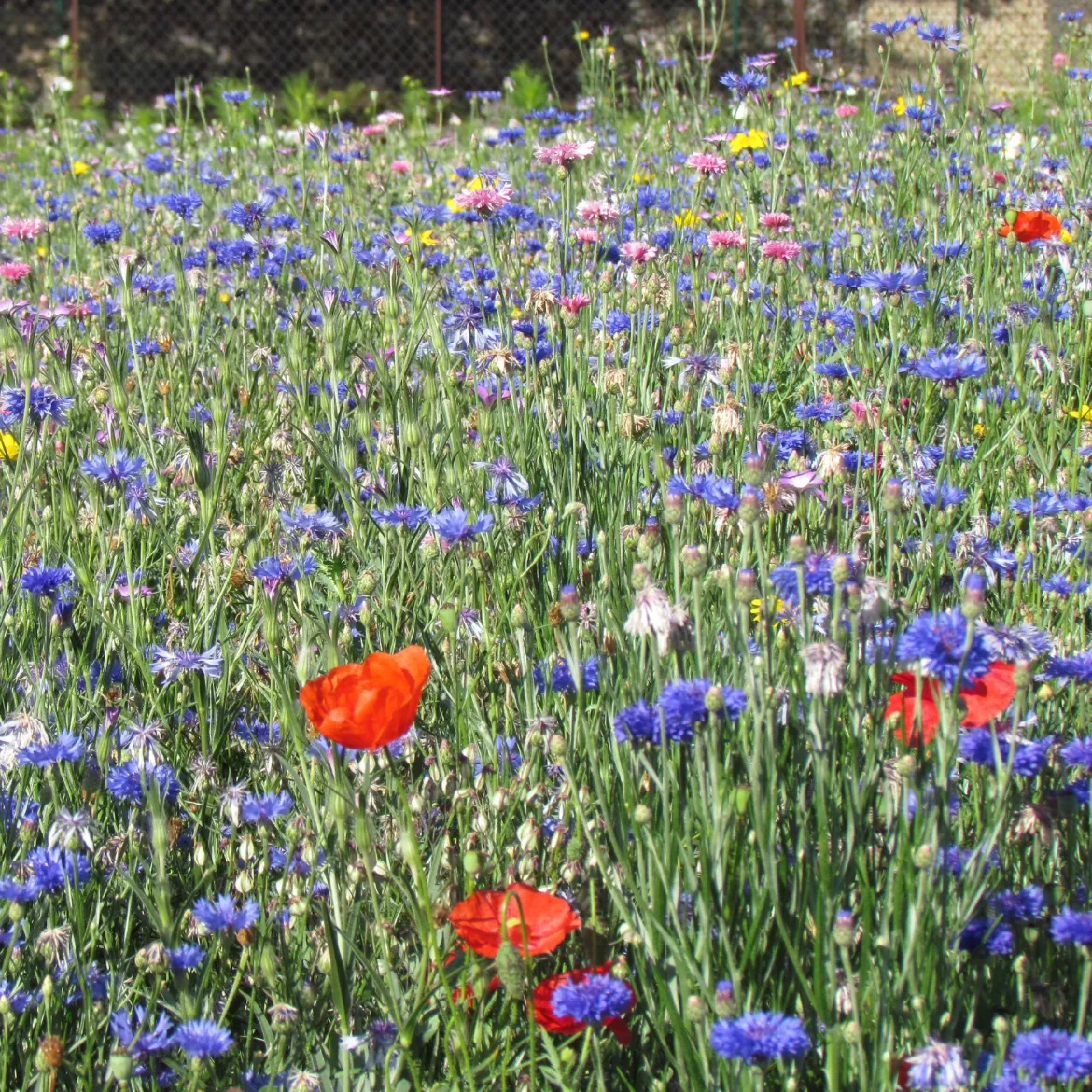 Fleurs des champs en mélange - Un vrai champ fleuri chez vous