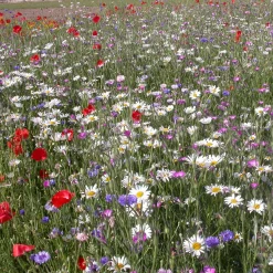 Fleurs des champs en mélange - Un vrai champ fleuri chez vous