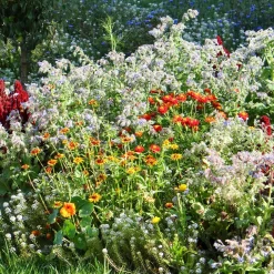Fleurs en mélange anti-limaces - Des fleurs que les limaces évitent