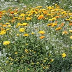 Fleurs en mélange anti-pucerons - Un potager sans pucerons