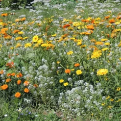 Fleurs en mélange anti-pucerons - Un potager sans pucerons
