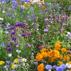 Fleurs mellifères et papillons variés en mélange - Un jardin vivant en 1 geste