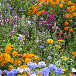 Fleurs mellifères et papillons variés en mélange - Un jardin vivant en 1 geste