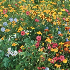Fleurs pour limiter les doryphores - Un potager fleuri et protégé